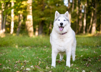 An Alaskan Husky dog with a happy expression standing outdoors
