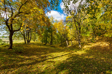 autumn forest, forest road