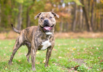 A brindle Pit Bull Terrier mixed breed dog with a happy expression standing outdoors