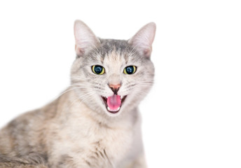 A domestic shorthair cat with dilated pupils and its mouth open in a hiss or angry meow