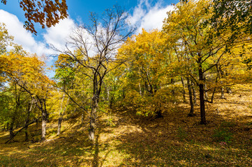 autumn forest, forest road