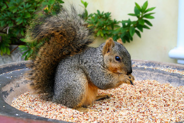 Eating little squirrel in Venice, Los Angeles