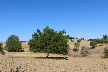 Fototapeta na wymiar old and big apricot tree