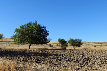 old and big apricot tree