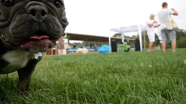 Cute Domestic dog brindle French Bulldog breed running on the grass