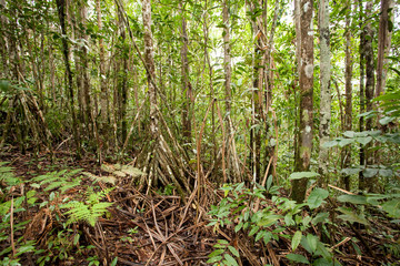 Suva forest Park Fiji