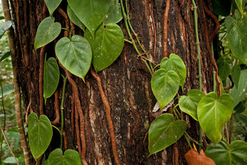 Suva forest Park Fiji
