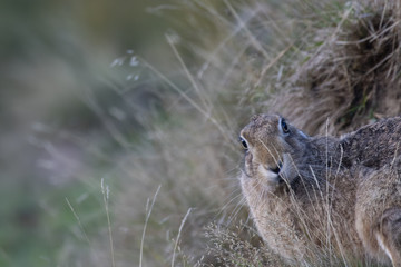 brown Hare, Lepus europaeus, resting and eating amidst long grass during early evening in the cairngorms NP, scotland.