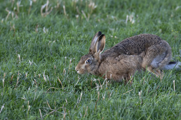 brown Hare, Lepus europaeus, resting and eating amidst long grass during early evening in the cairngorms NP, scotland.