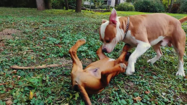 Happy dogs playing on the grass in the park