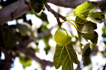 Higo verde colgando de una rama