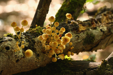 Family of mushrooms on a rotten branch in the sun... So they long do not survive ...