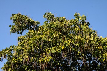 Fototapeta na wymiar Catalpa erubences tree with husks and seeds