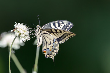Papilio machaon Schwalbenschwanz an Blüte