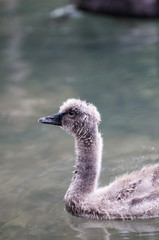 little Swan swimming in the pond artificial pond