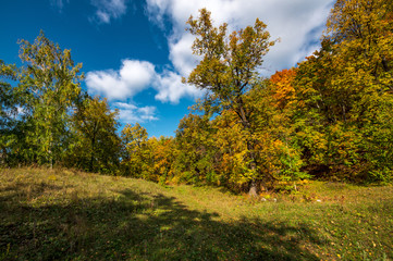 autumn forest, forest road