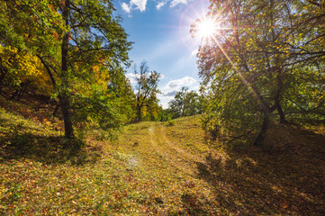 autumn forest, forest road