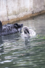 Obraz premium A beautiful white Swan with her offspring swim in the pond.