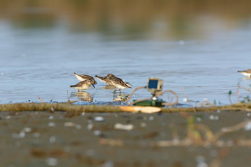 Broad-billed Sandpiper (Limicola falcinellus)