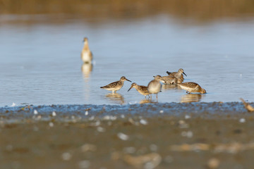 Broad-billed Sandpiper (Limicola falcinellus)