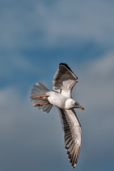 Seagull turning in flight. Gull bird turning with wings outstretched. Solitary bird soaring symbolising freedom.