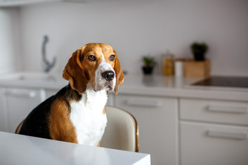 Purebred beagle dog in the white room.