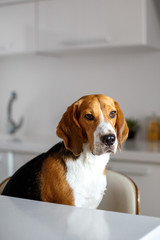 Purebred beagle dog in the white room.