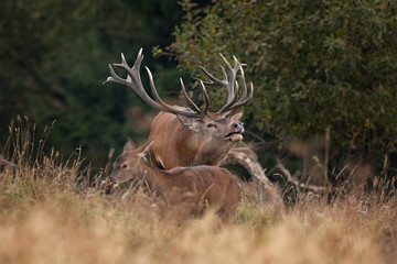 Naklejka premium red deer, cervus elaphus, Czech republic 