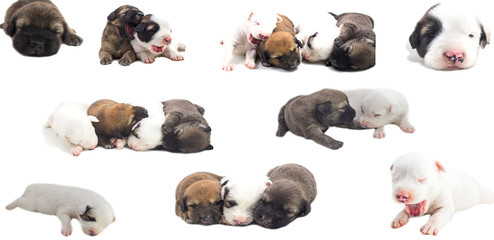 Puppies are cute Thai Bangkaew dogs 1 week. White background
