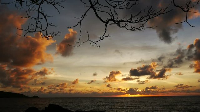 sunset yellow gold beam light cloudy sky  into the sea with silhouette dry branch tree