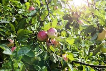 Organic apples hanging from a tree branch in an apple orchard.