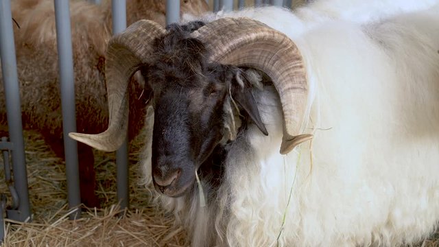 4K close-up head of a ram chewing hey