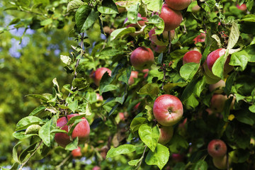 Organic apples hanging from a tree branch in an apple orchard.