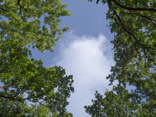 Fototapeta premium View Of A Blue Summer Sky Through A Canopy Of Green Leaved Trees