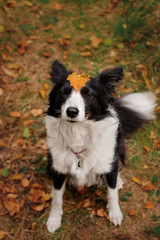 Border Collie dog funny portrait with a leaf on his head