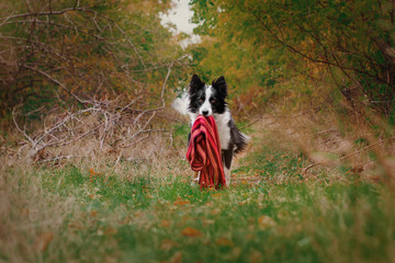 Naklejka na ściany i meble Border Collie Dog Lovely Autumn Portrait in Scarf
