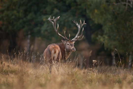 red deer, cervus elaphus, Czech republic
