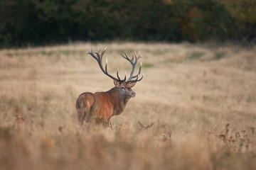 red deer, cervus elaphus, Czech republic
