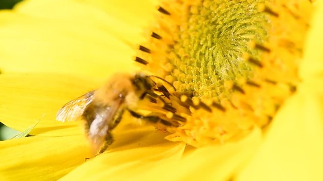 Bee foraging on a sunflower. Close up slow motion macro clip.