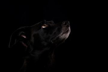 Schwarzer Mischlingshund auf schwarzem Hintergrund