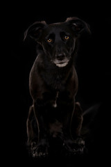 Fototapeta na wymiar Schwarzer Mischlingshund auf schwarzem Hintergrund