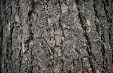 Bark on a Hemlock tree detail