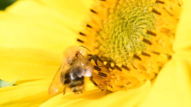 Bee foraging on a sunflower. Close up slow motion macro clip.