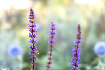 Purple flowers on soft blurred background.