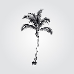 Naklejka premium Hand Drawn Coconut Palm tree Sketch Symbol isolated on white background. Vector tropical elements art highly detailed In Sketch Style. Vintage vector illustration.