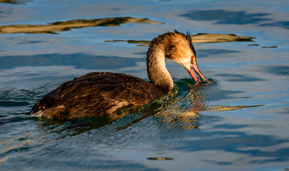 Young great crested grebe is looking for fish