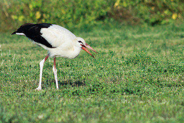 White stork on green field eating worms