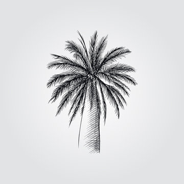 Hand Drawn Palm tree Sketch Symbol isolated on white background. Vector tropical elements art highly detailed In Sketch Style. Vintage vector illustration.