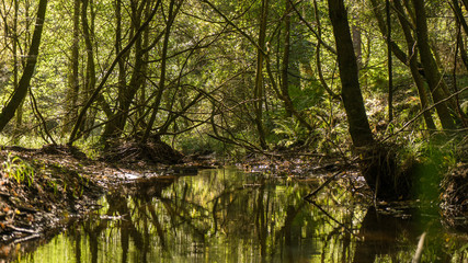 A Forest with a river running through