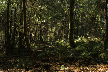 Autumn Trees with high compression.